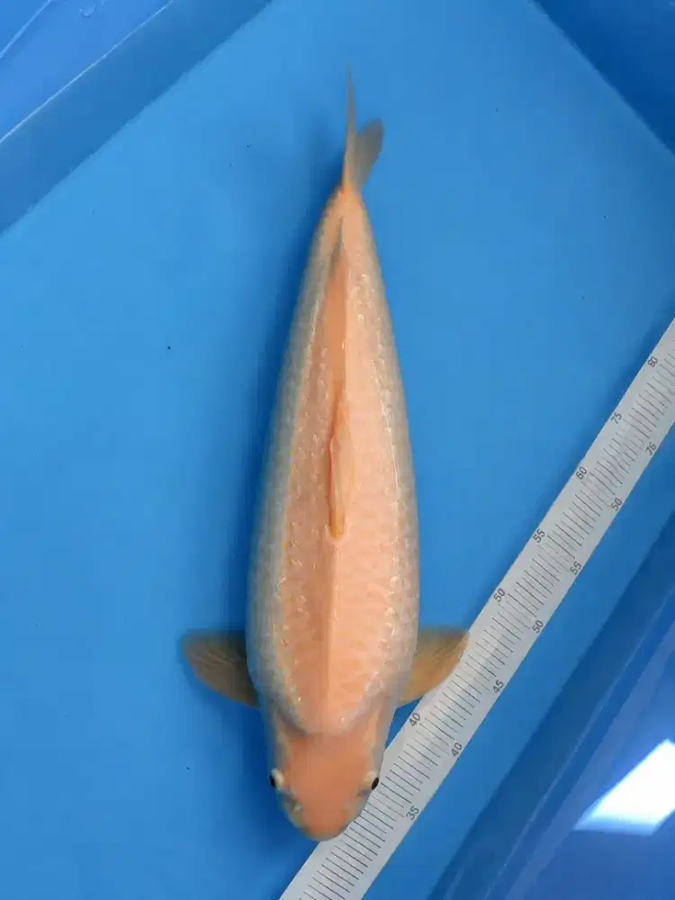 Koi Karashi Ginrin M55cm Jantan body tebal Berpunuk Ginrin rapet HQ