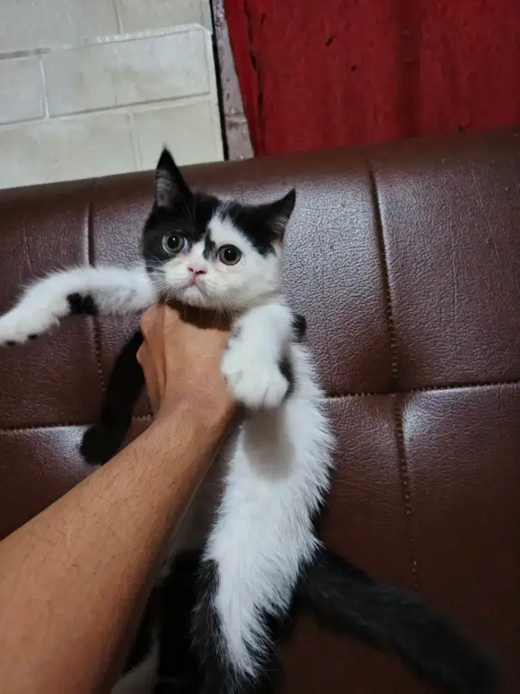 Kitten persia flatnose