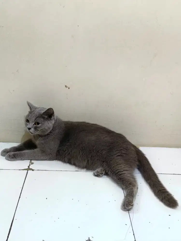 Kucing BSH blue Solid