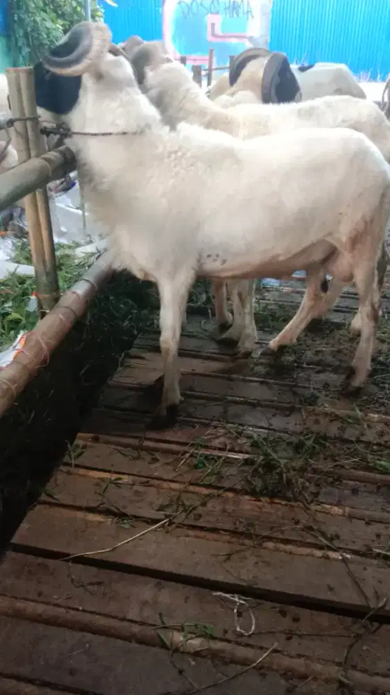 Jual domba kurban