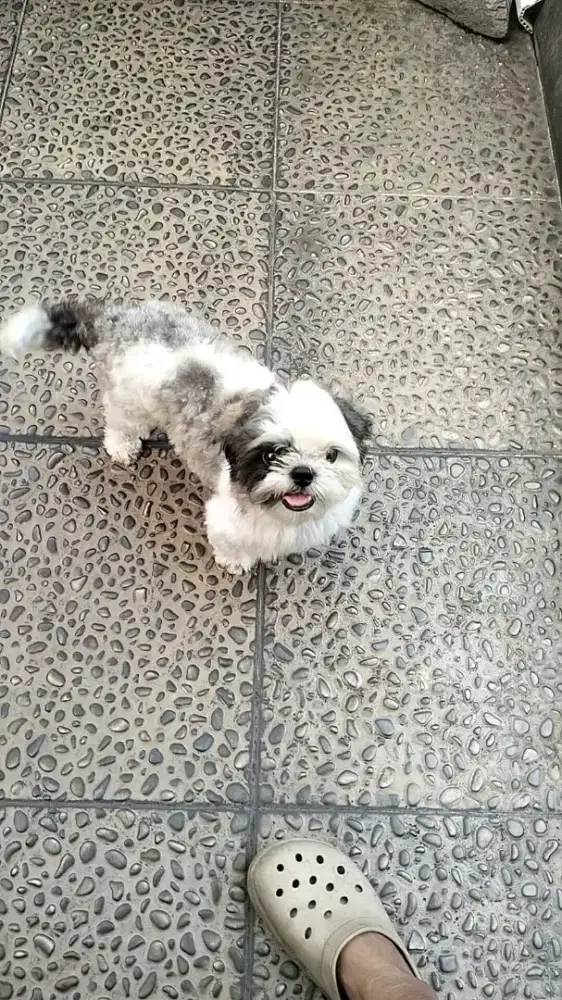 Anjing Shihtzu jantan