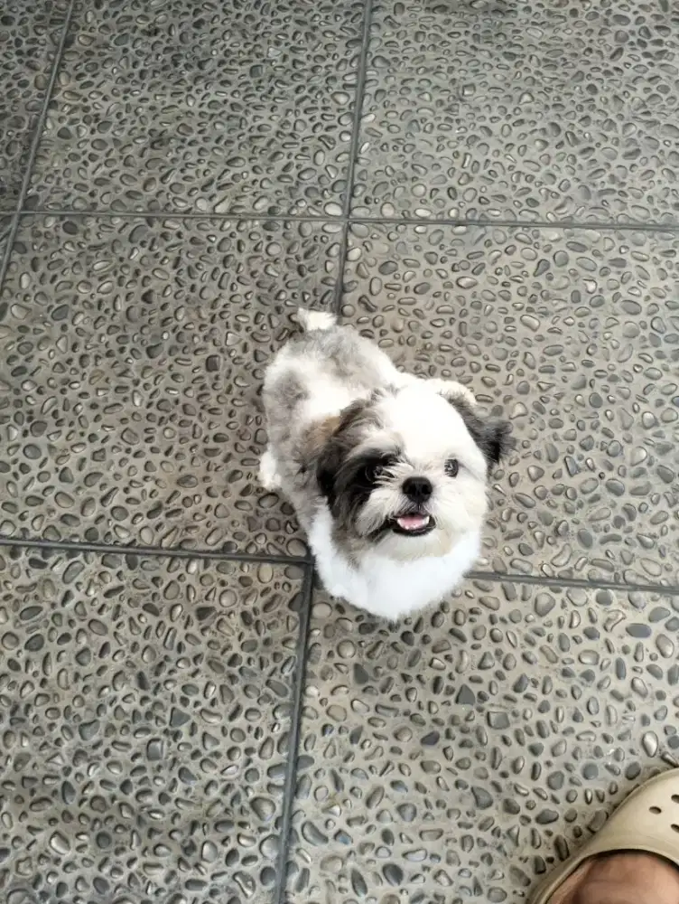 Anjing Shihtzu jantan ganteng