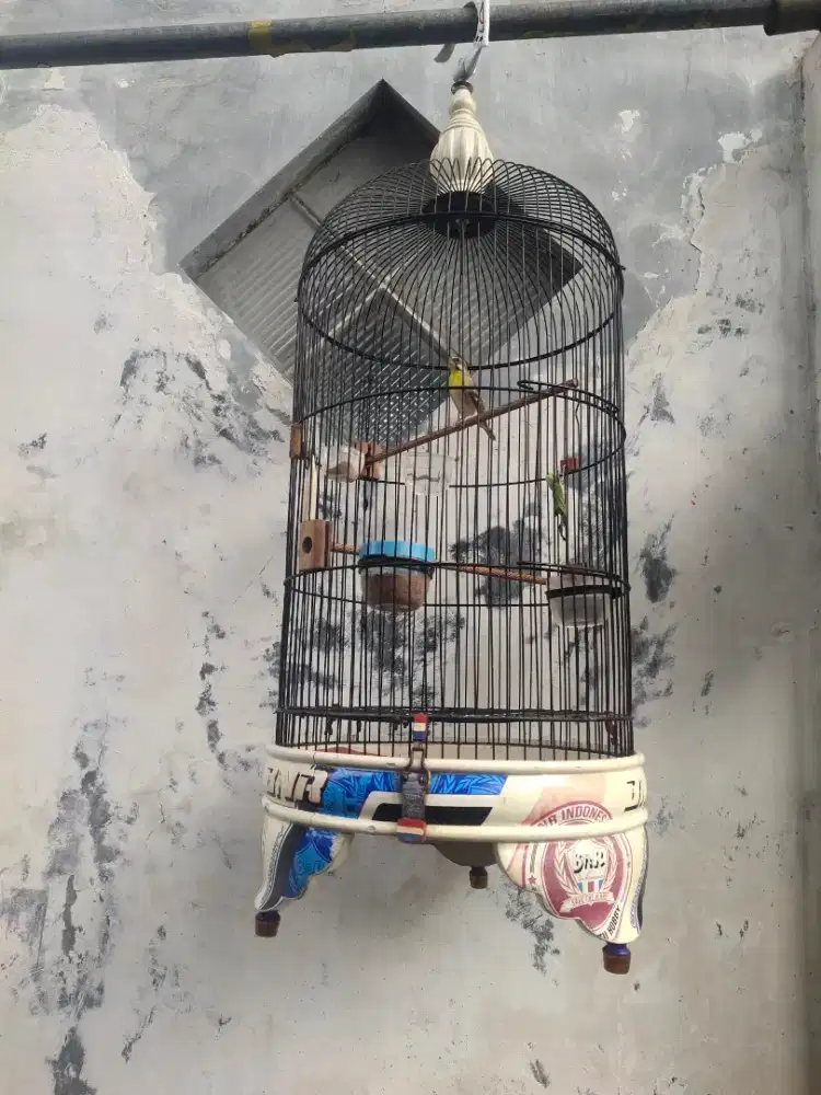 Burung lemonfich fullset