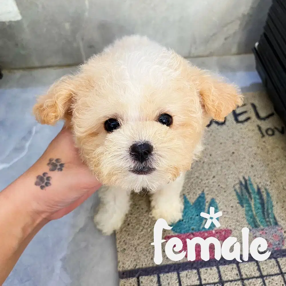 Jual poodle apricot
