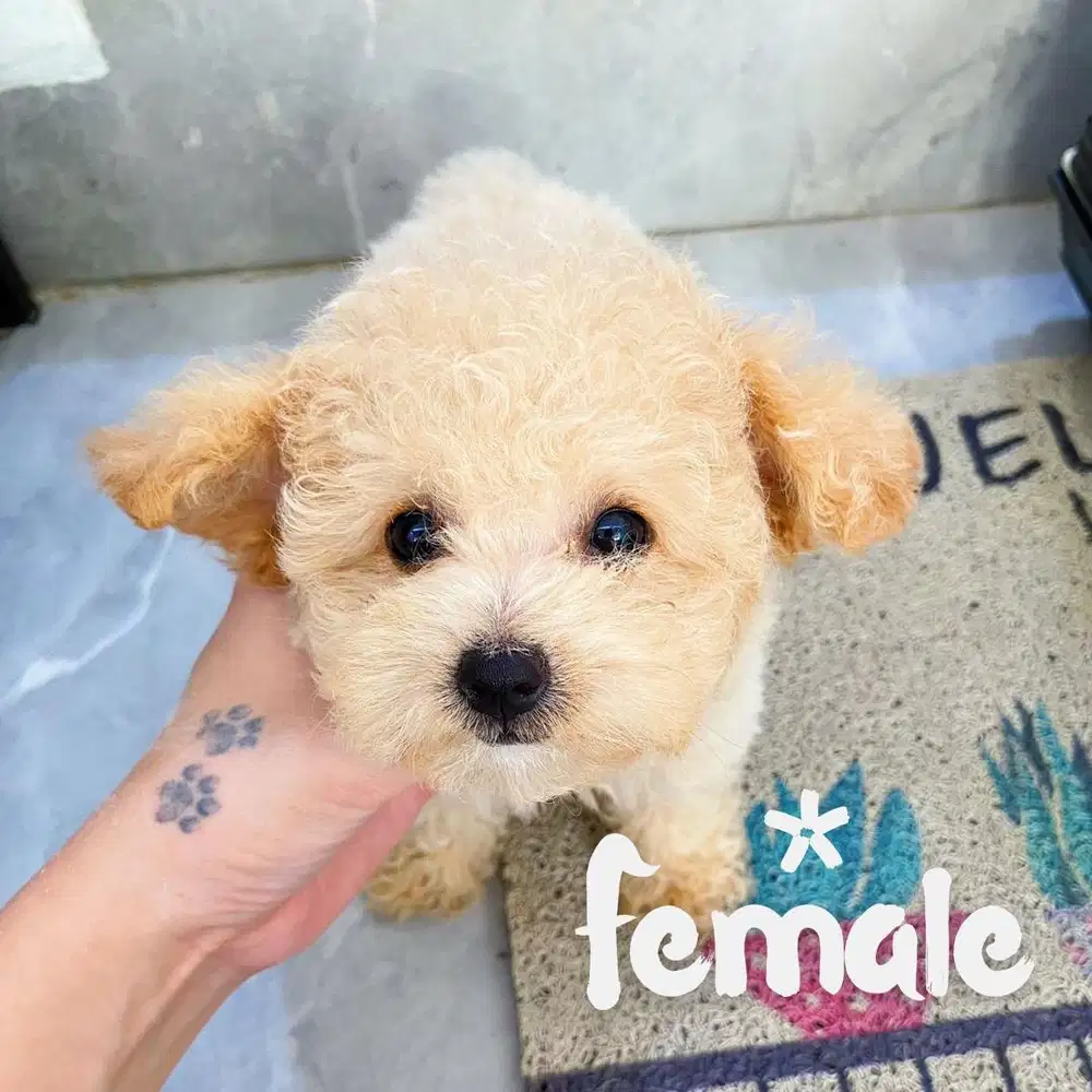Jual apricot poodle male