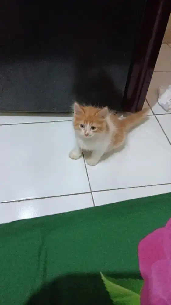 Kucing persia jantan