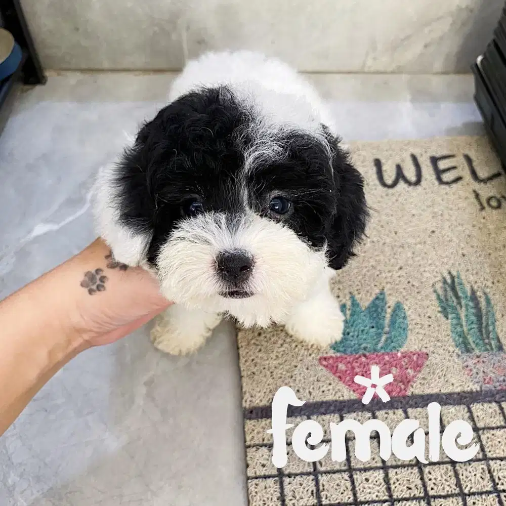 Jual poodle party