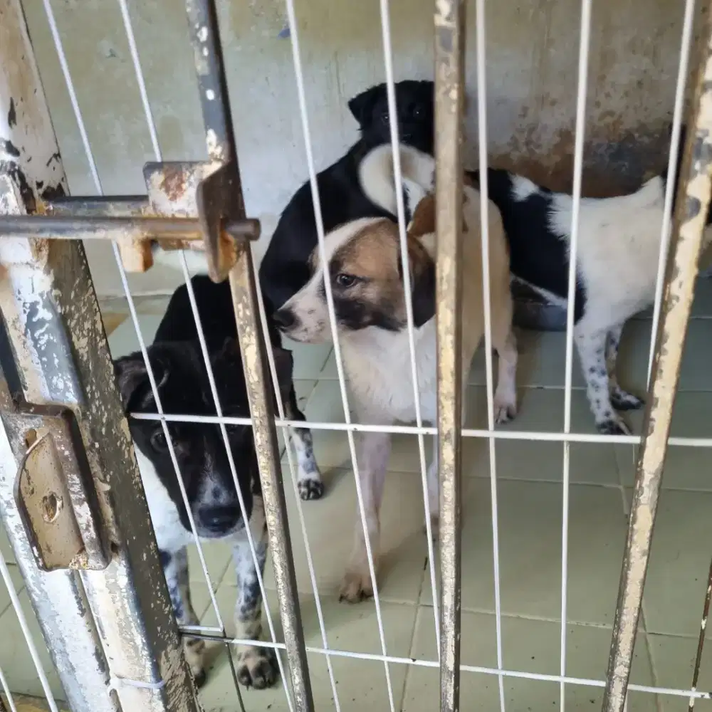 Anak Anjing Ras Bali Betina 6 Bulan ADOPSI GRATIS
