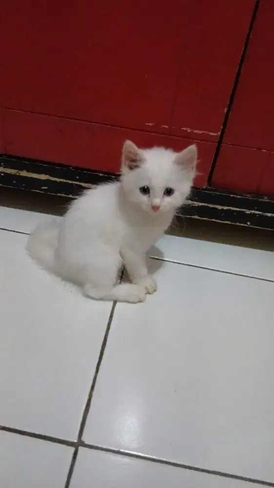 Kucing persia betina anak