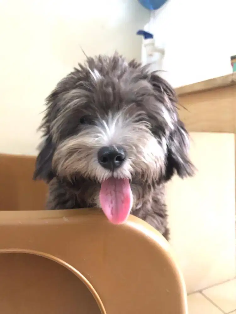 Maltese Snauzer
