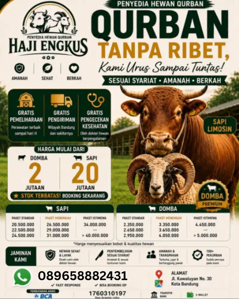 Domba Qurban Hewan Qurban Murah