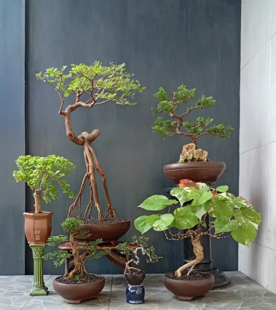 Borong murah bonsai hias 6 pohon