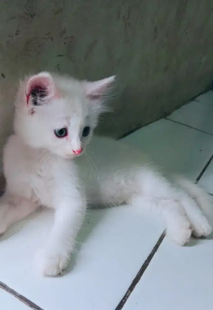 Kucing persia kitten