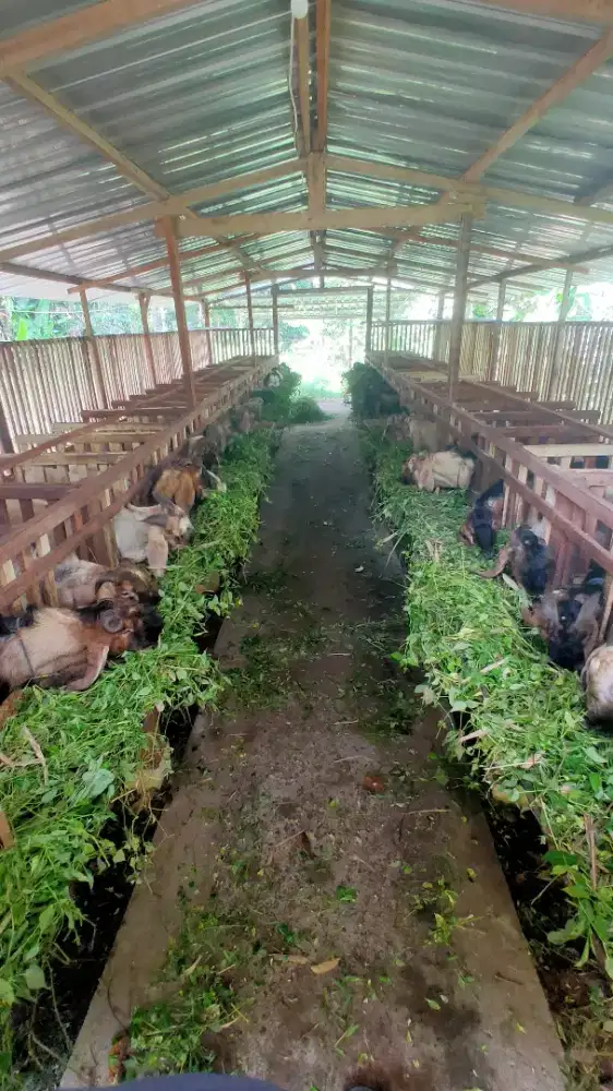Kambing qurban ternakan sendiri