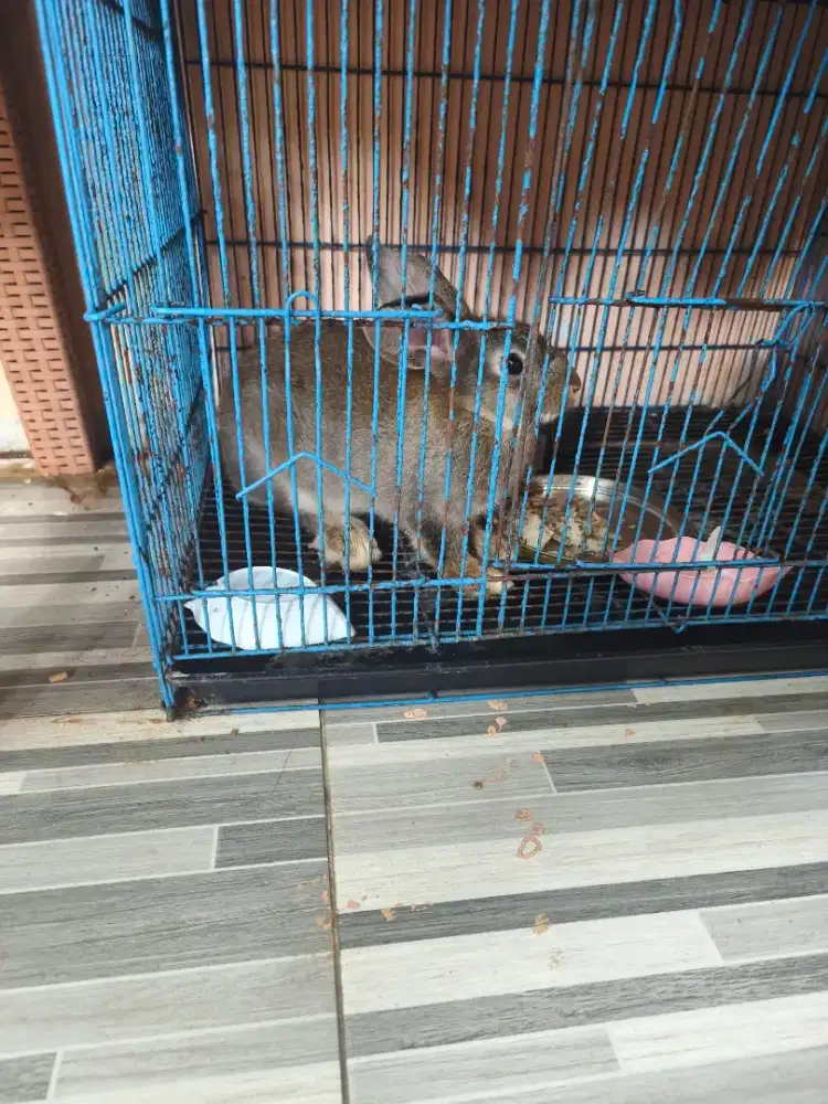 Kelinci dan kandang