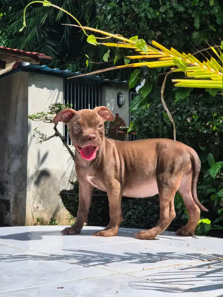 pitbull betina 3 bulan super cakep