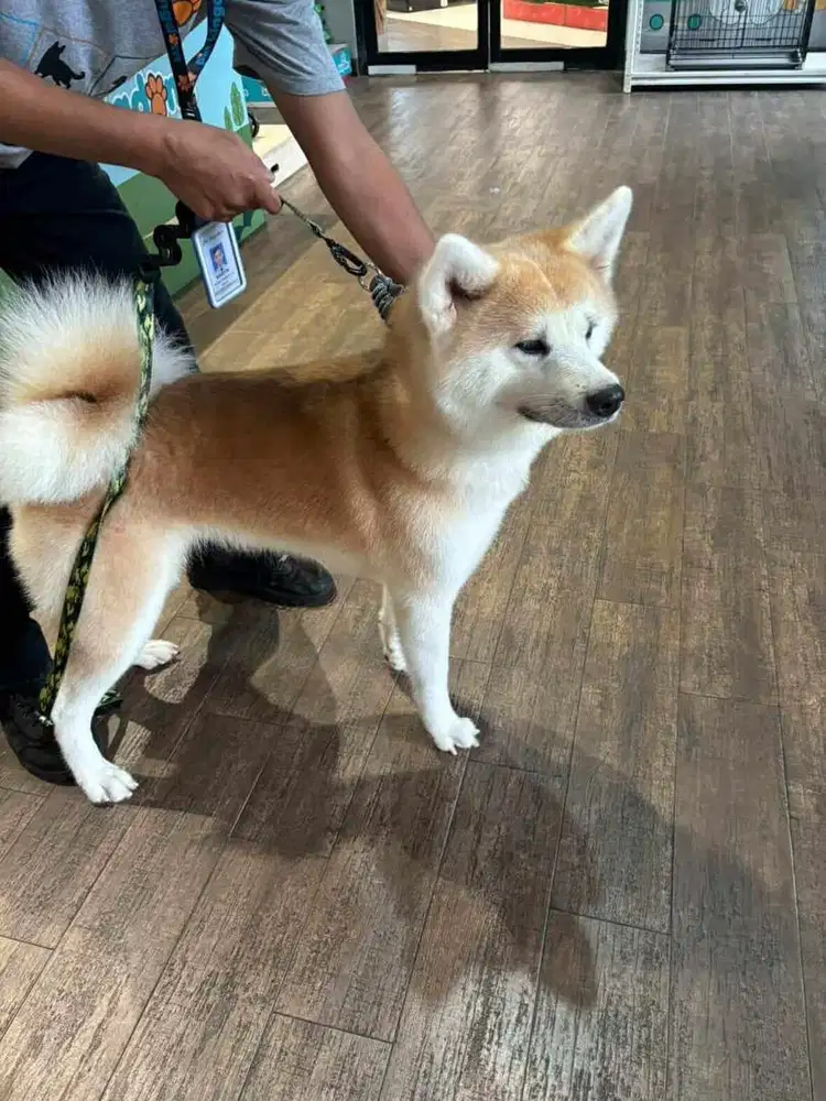 AKITA / Akita inu