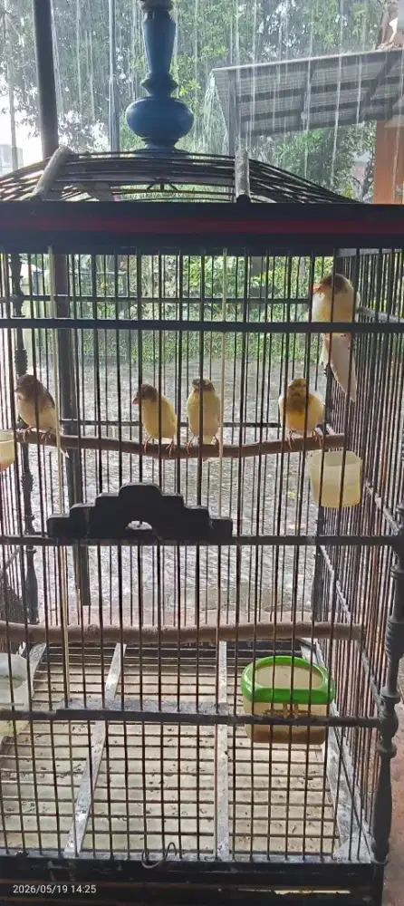 Borongan 5 ekor paud kenari