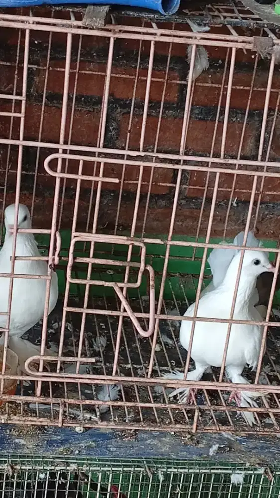 Merpati Persia kipas