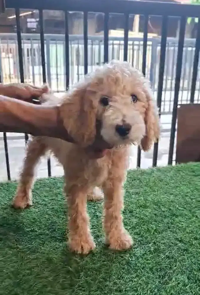 Puppies Giant poddle