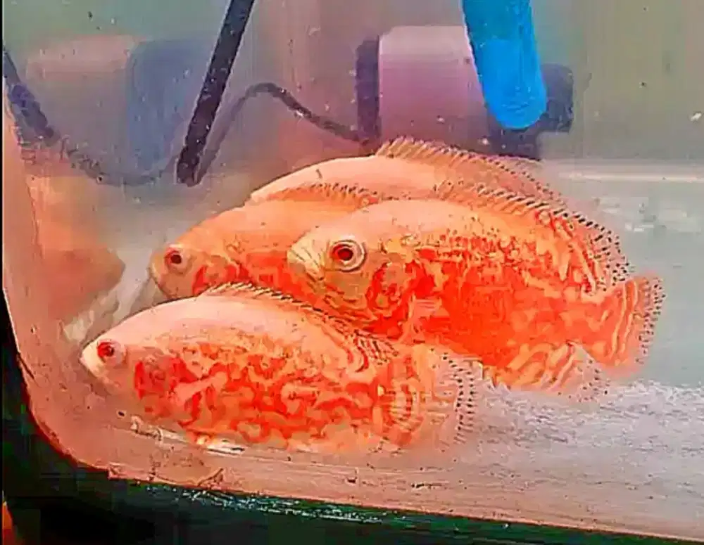 2 ekor ikan oscar albino red nemo bonus 3 ekor cupang red Halfmoon