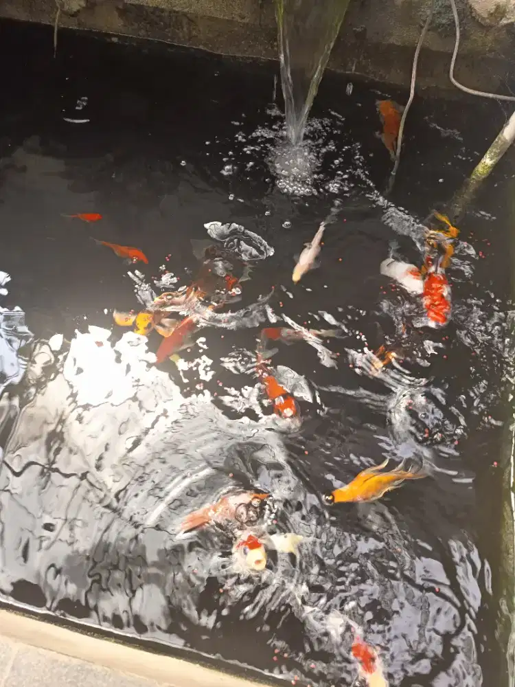 Ikan koi blitar