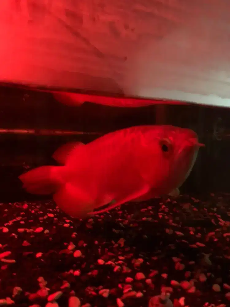 IKAN ARWANA SUPER RED