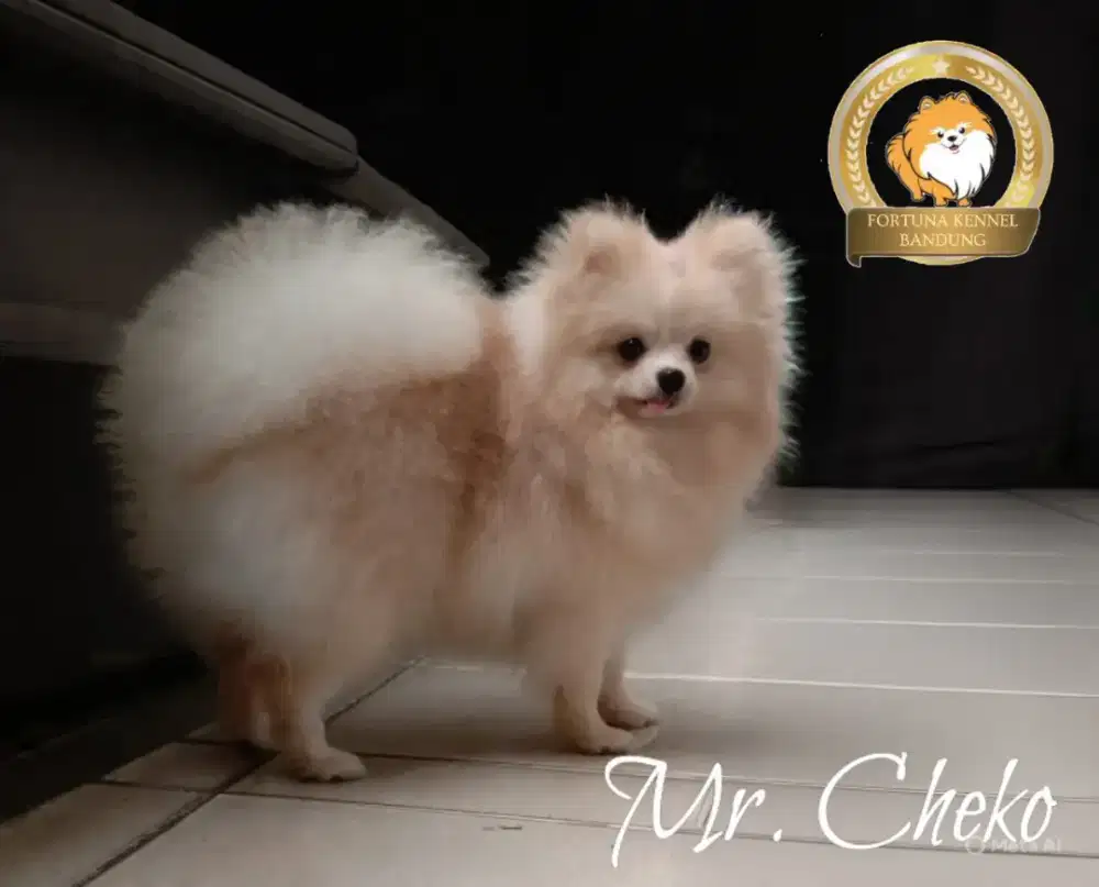 Minipom jantan remaja