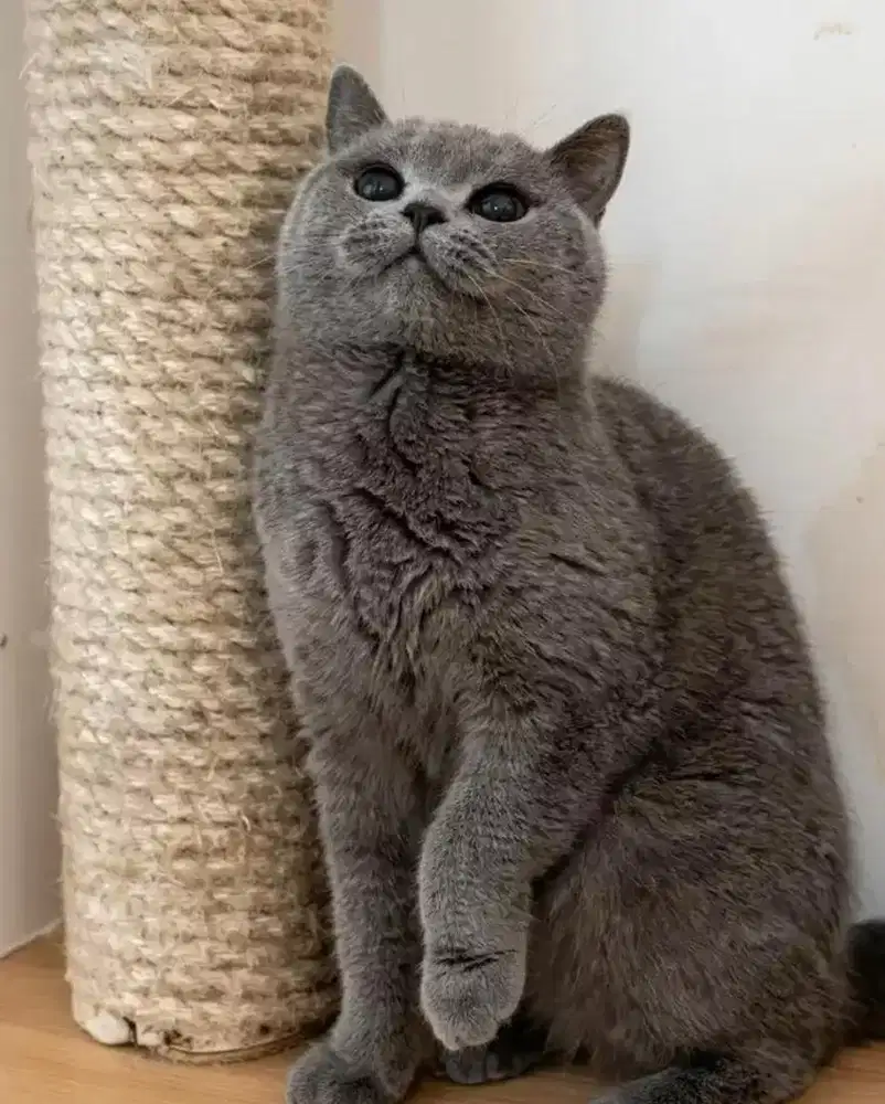 Kucing british shorthair bsh british short hair Ped
