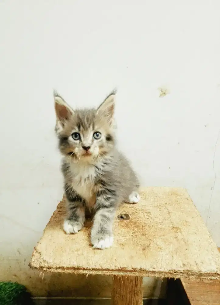 Kitten MaineCoon Jantan Pure No mix