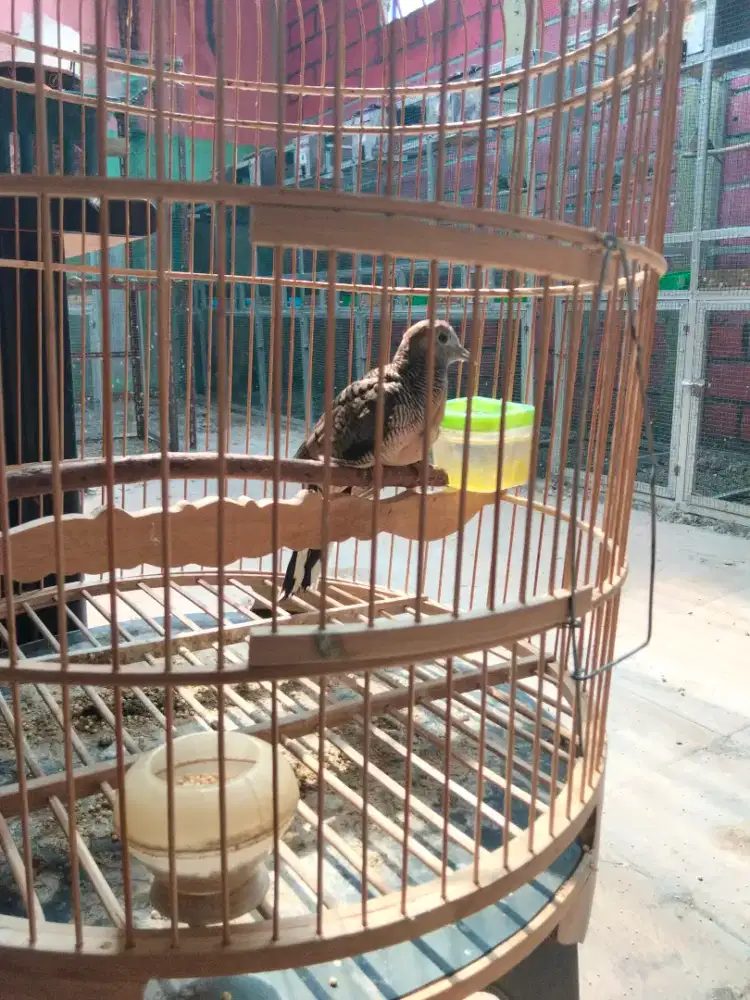 Perkutut bangkok