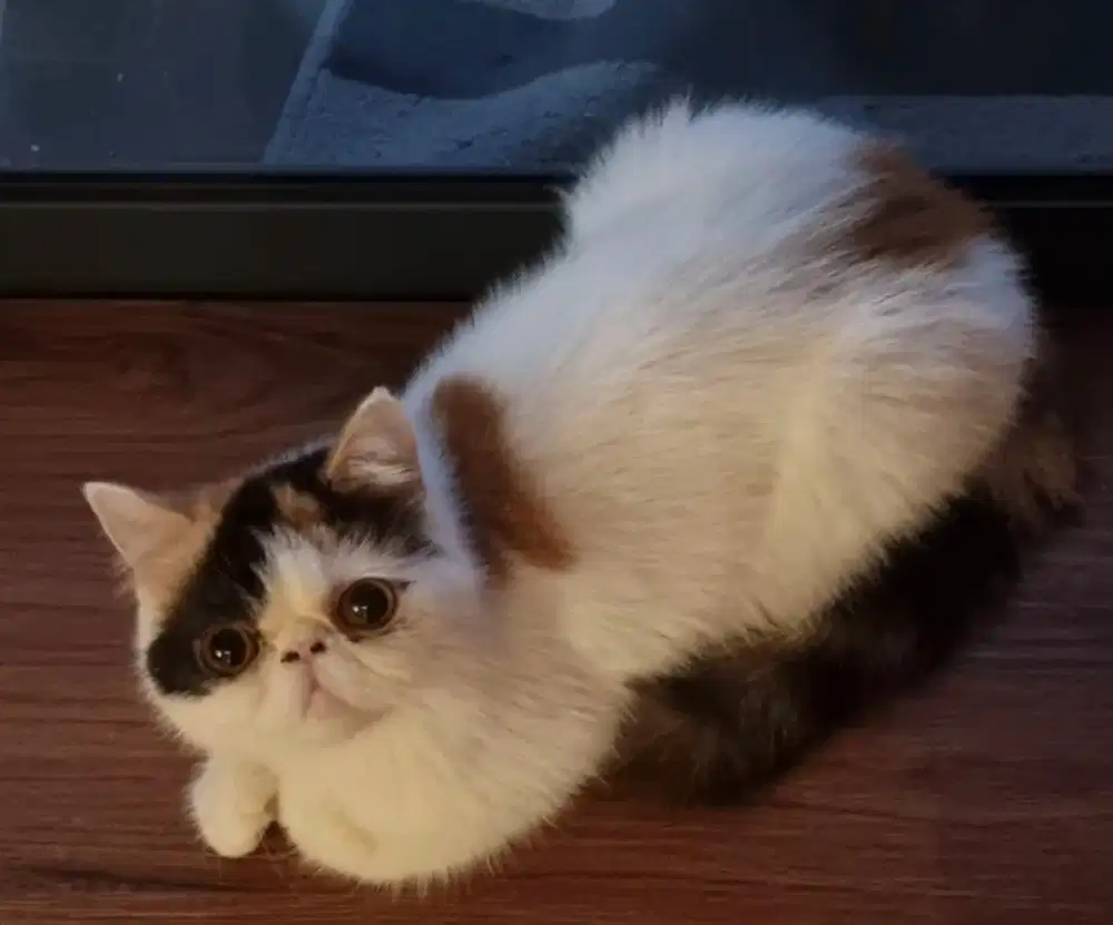 Kucing persia peaknose ekstrem betina