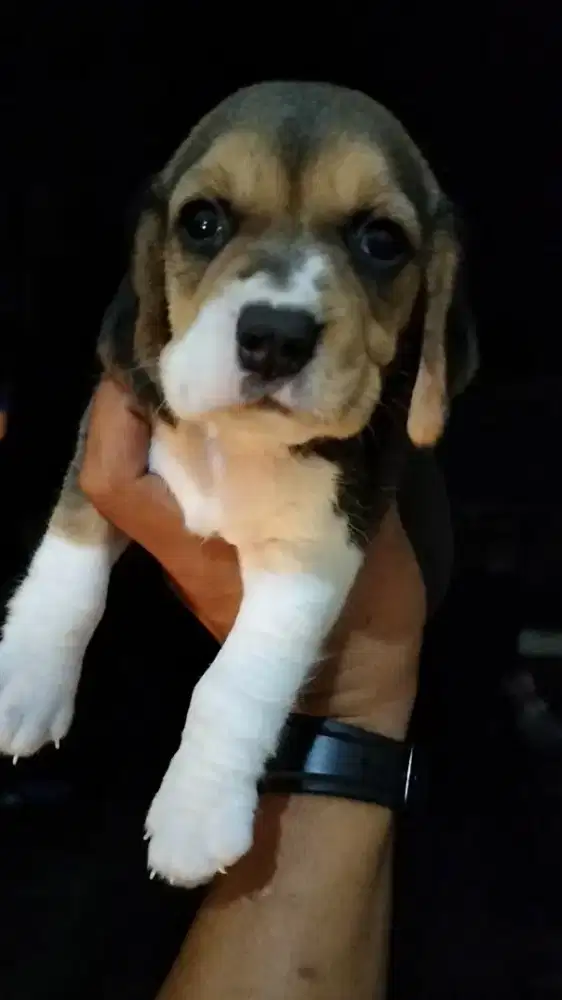 Beagle Betina Stb/Non Stb Bigbone