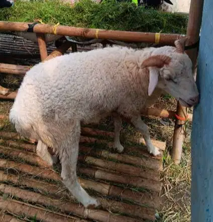 domba jantan 24-25kiloan 9-12 bln siap hewan qurban murmer ekonomisan