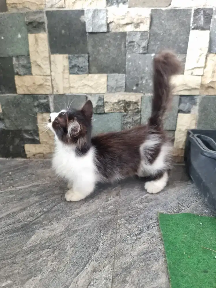 Kucing Munchkin Kitten Sepasang