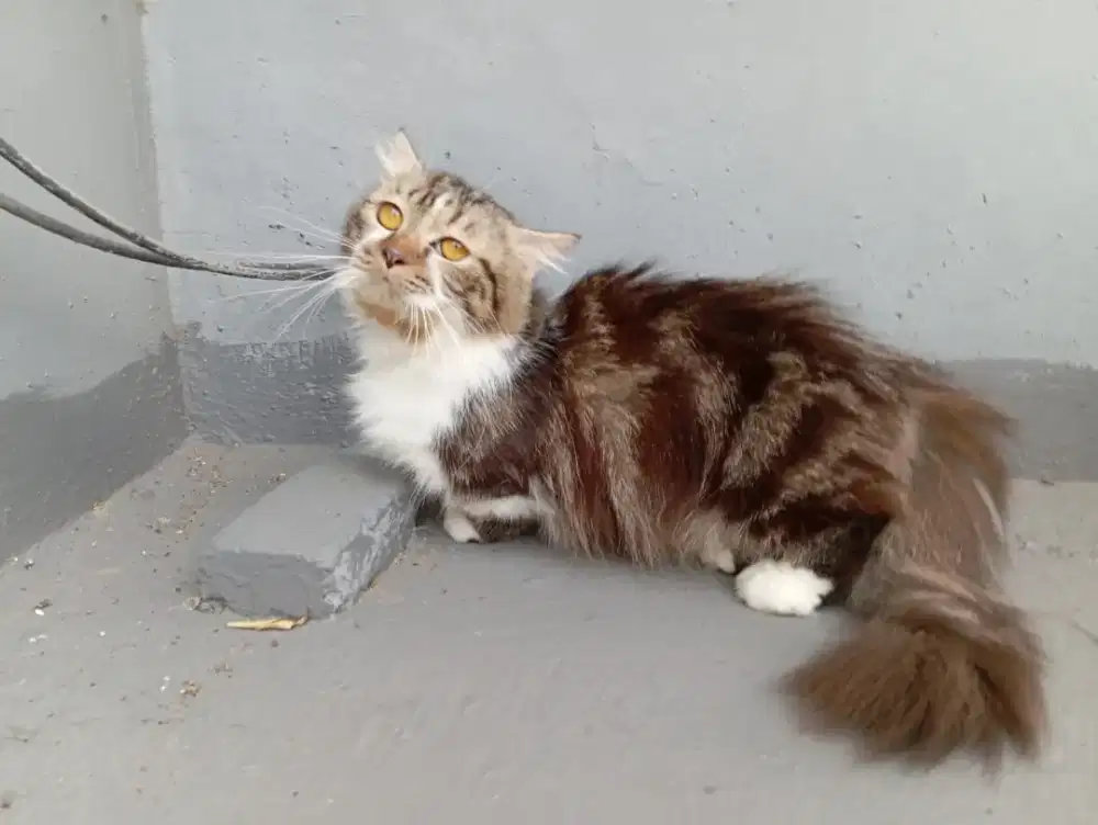 Kucing munchkin cebol jantan