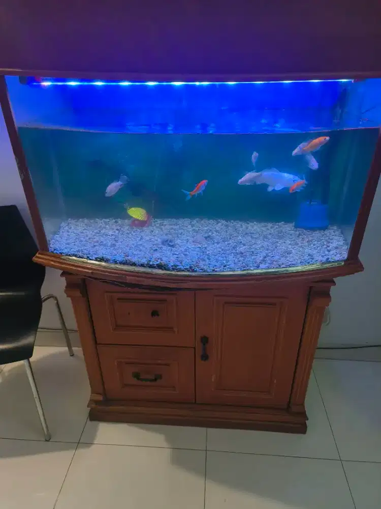 Dijual Aquarium beserta 8 Ikan Hiasnya Murah Meriah