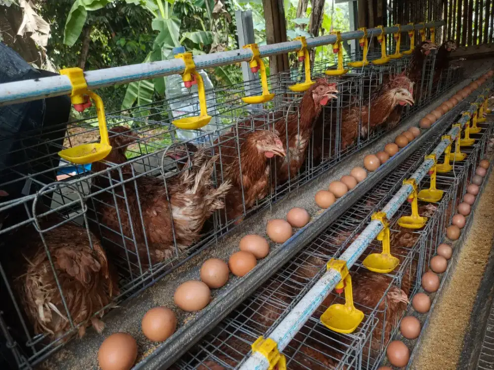 Ayam petelur siap produksi