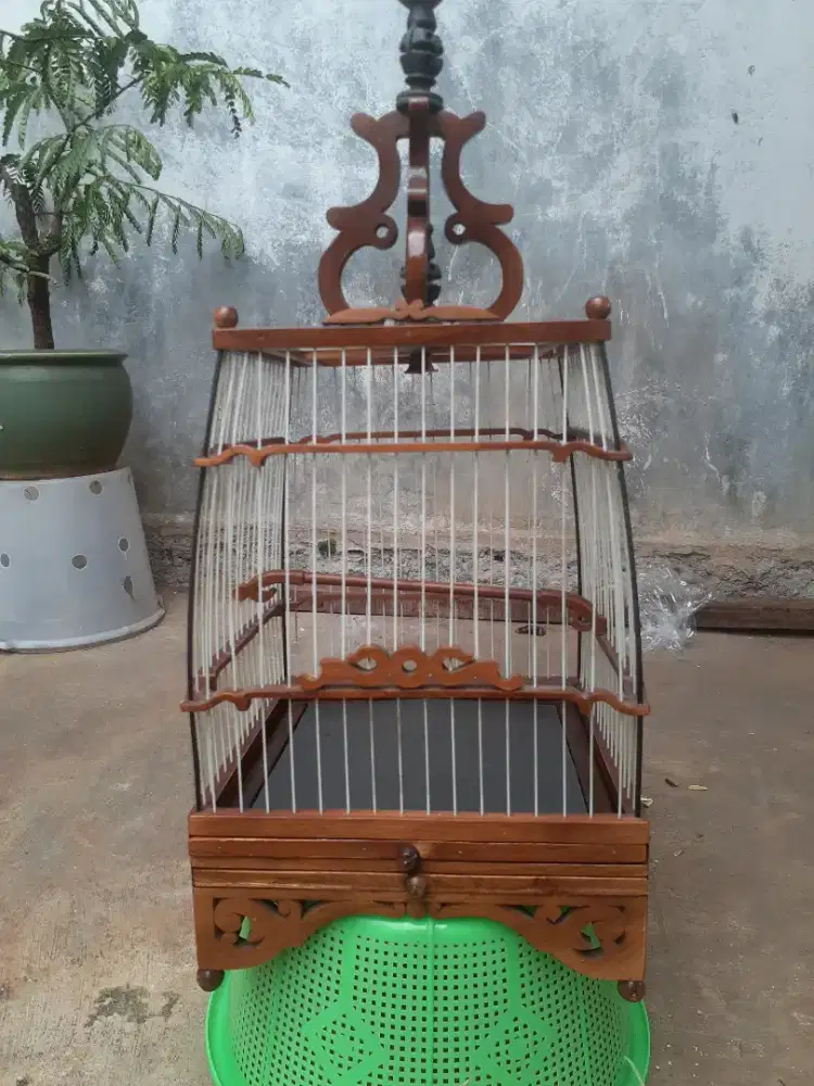 sangkar cungkok burcil