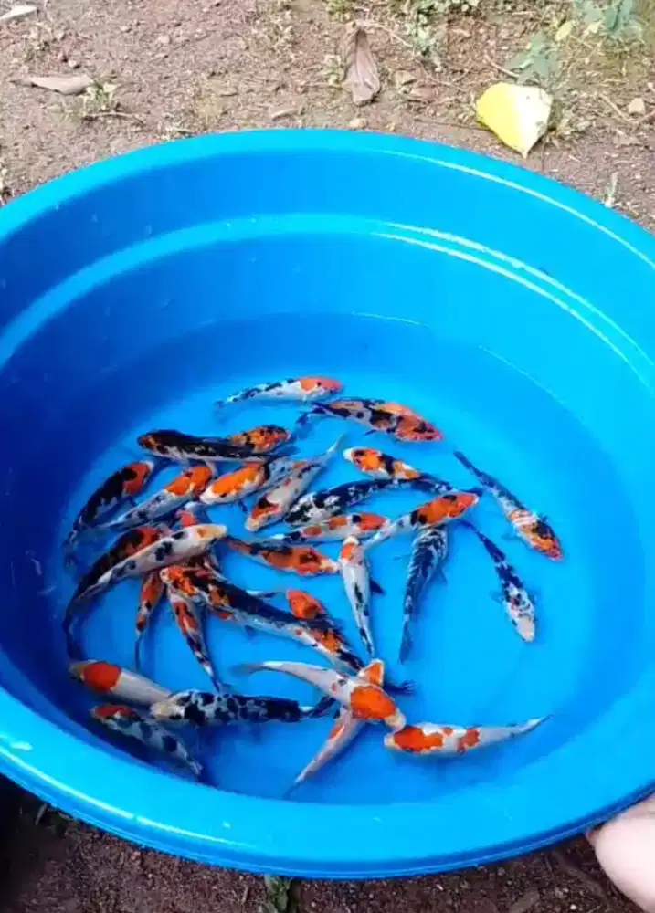 Bibit unggul koy gratd UK 10_15cm