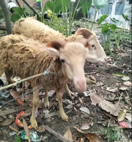 domba jantan 23-25 kiloan siap hewan qurban murmer ekonomisan jamin ok