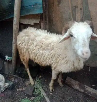domba jantan 23-25 kiloan siap hewan qurban murmer ekonomisan jamin ok