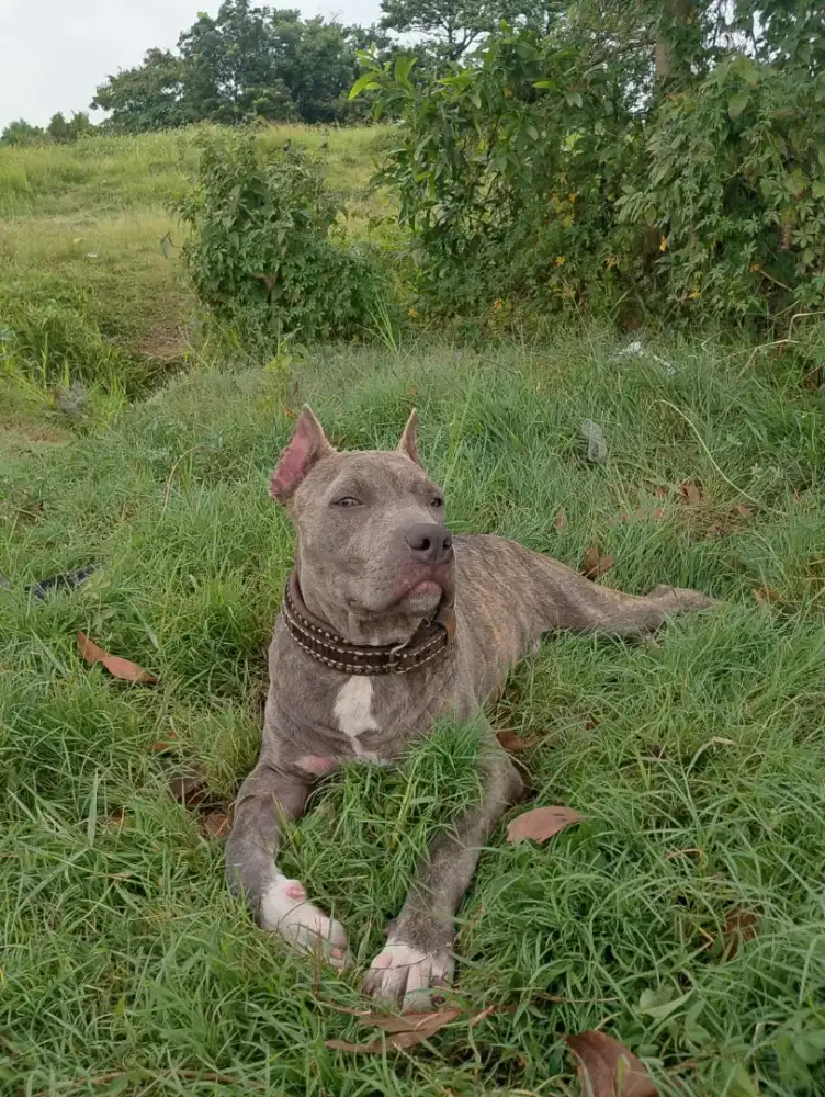 Pitbul nya ready 2 non stb