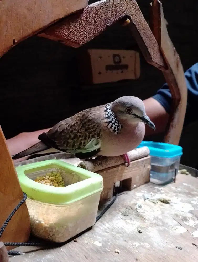 Burung Tekukur kuk 2