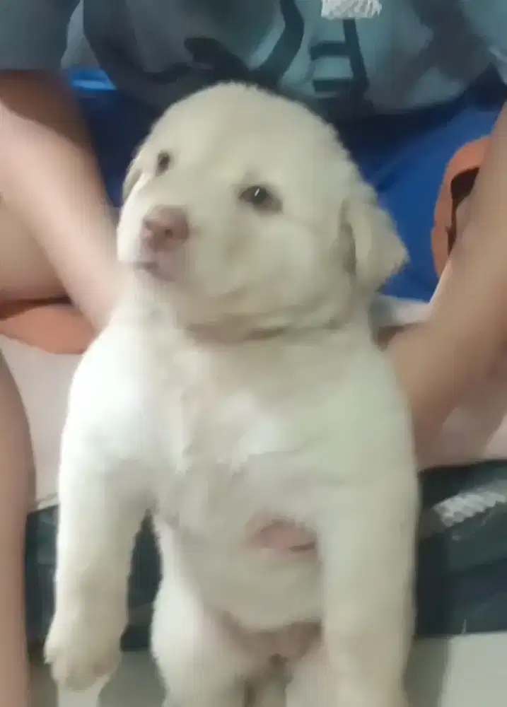 anjing puppy mix husky