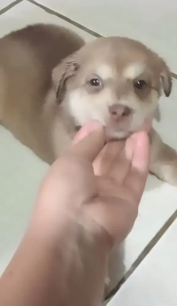 anjing puppy mix husky