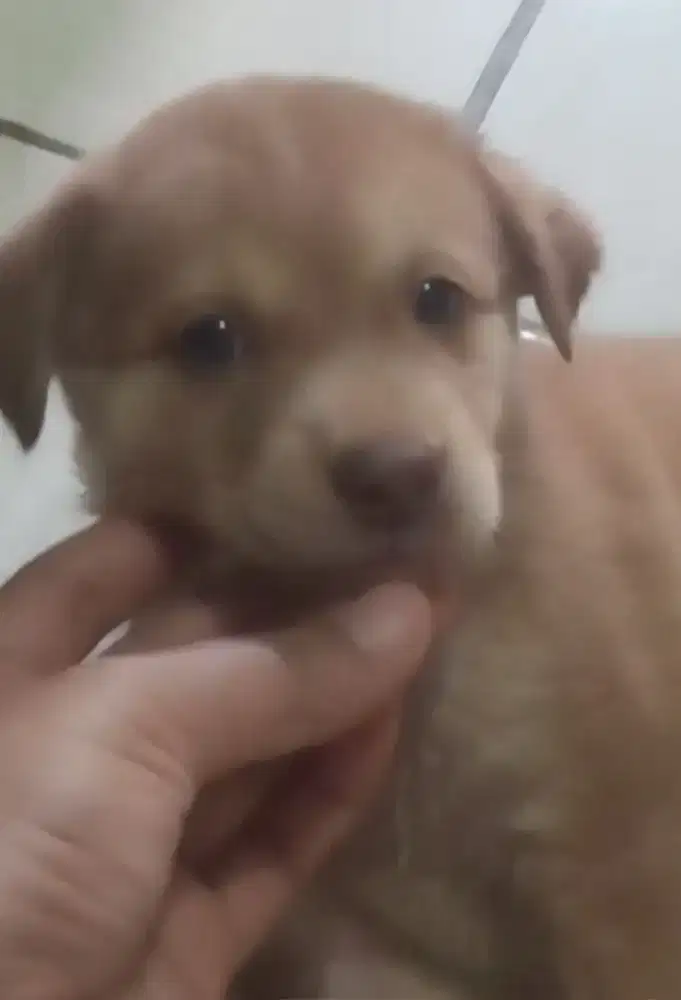 anjing puppy mix husky