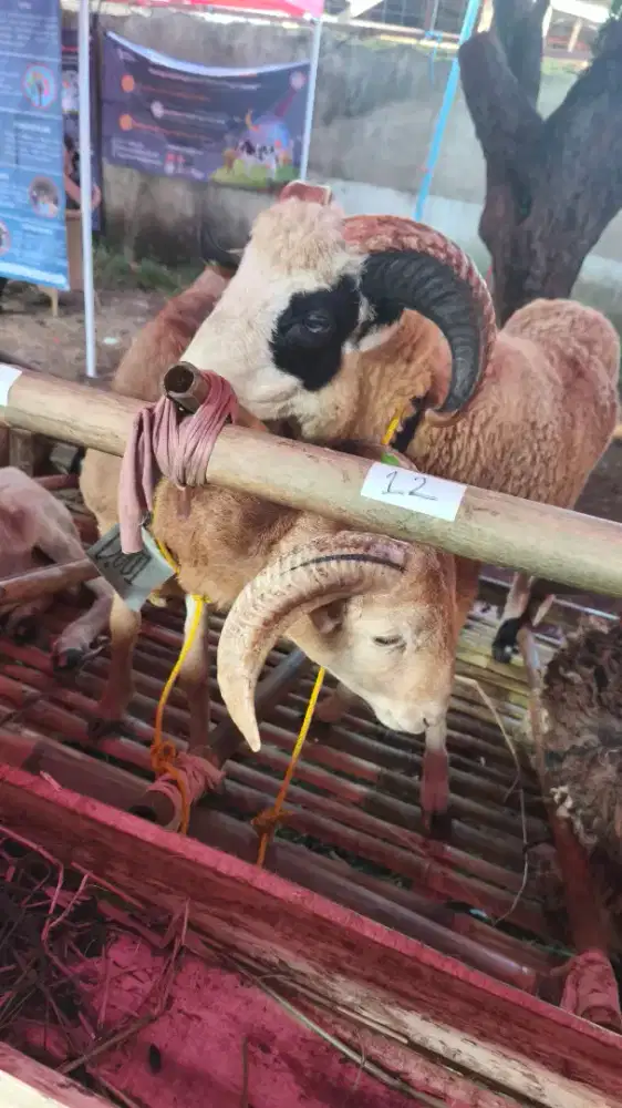 DOMBA DAN SAPI UNTUK QURBAN