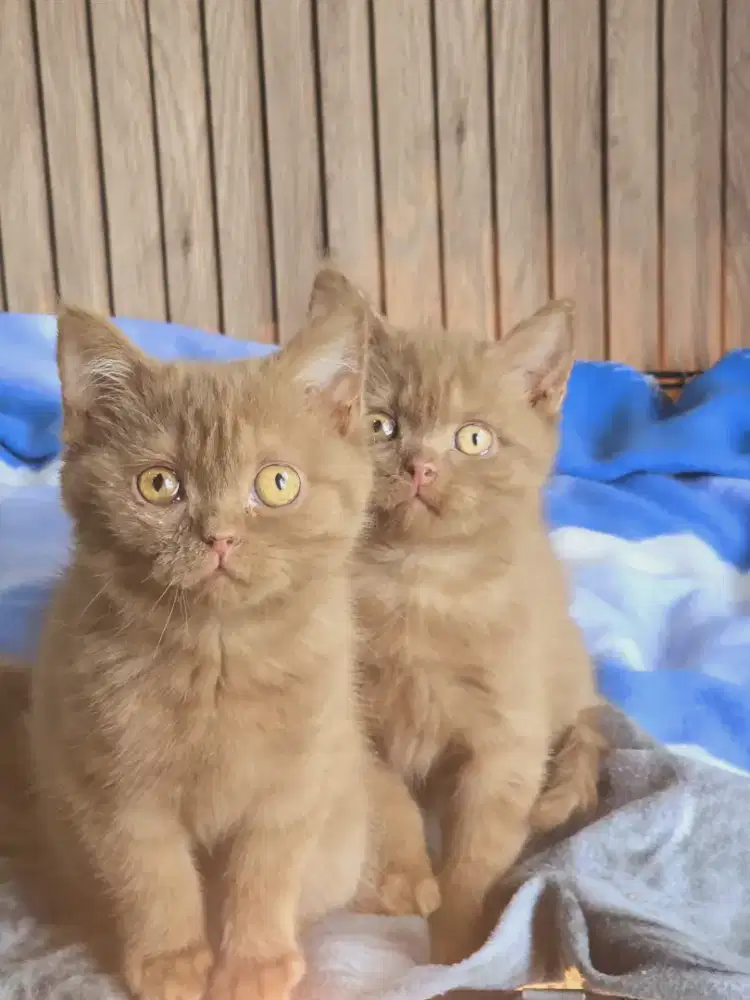 Kucing BSH x Munchkin lucu imut