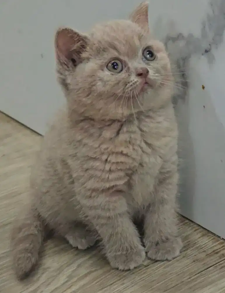 Kucing lilac BSH lucu imut